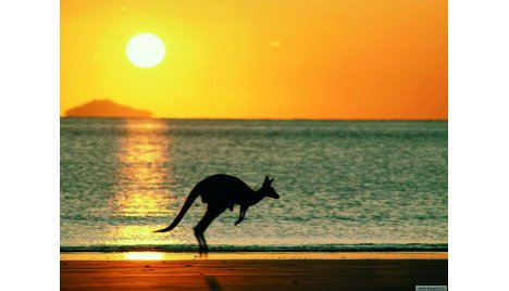 Australie_kangaroe_lr