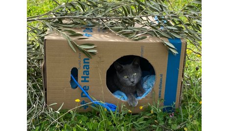 Het belang van goede verhuisdozen- de zekerheid van De Haan