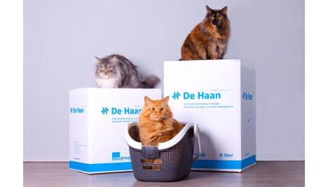 katten de haan 3-1