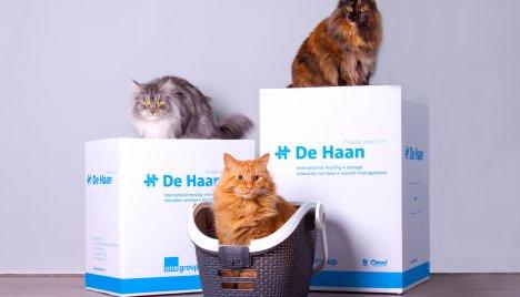 verhuizen met huisdieren