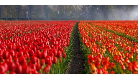 Nederland-Tulpen