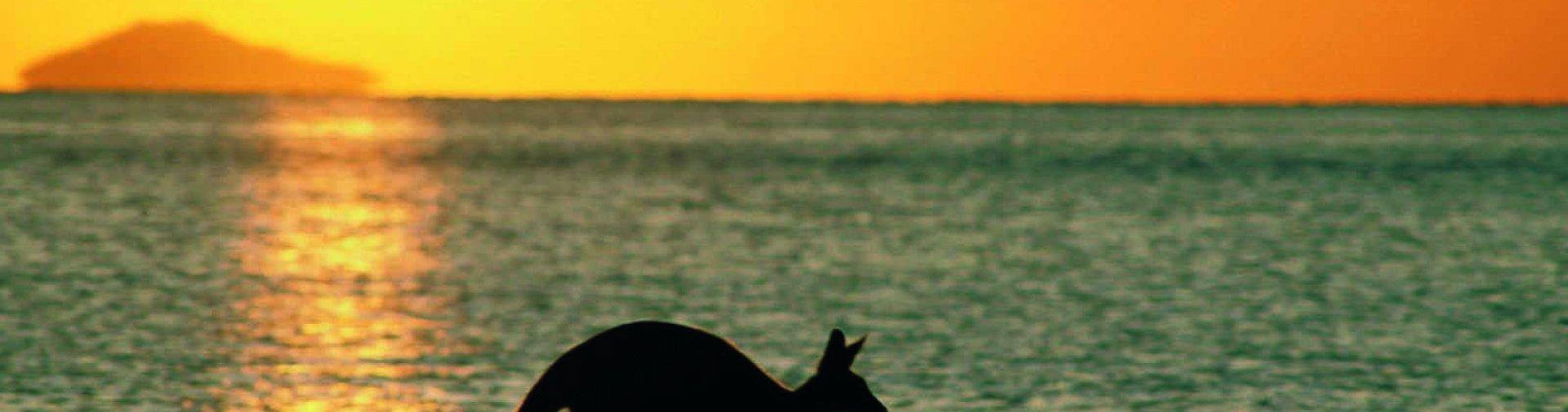 Verhuizen naar Australië